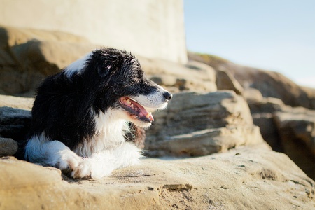 Border Collie laying on rock smiling and looking off into distanceの写真素材