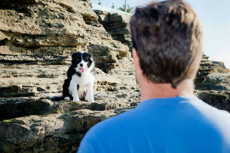 Border Collie sitting on rock looking at manの写真素材