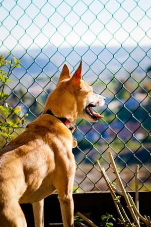 dog looking out through fenceの写真素材