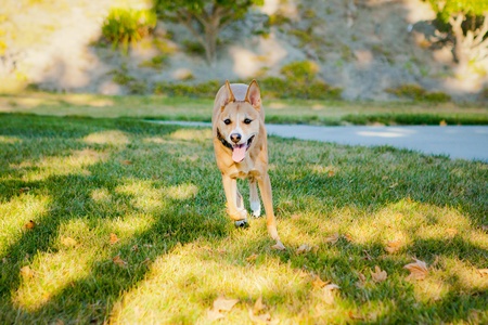 dog running in grassの写真素材