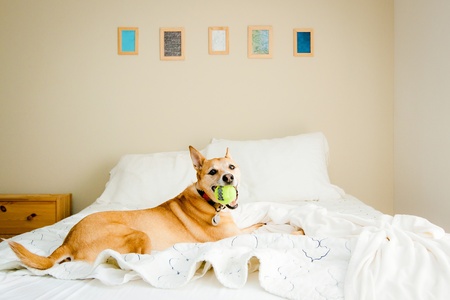 dog laying on bed with ball in mouthの写真素材