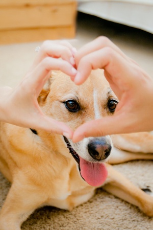 smiling dog with heart shaped hands in front of faceの写真素材