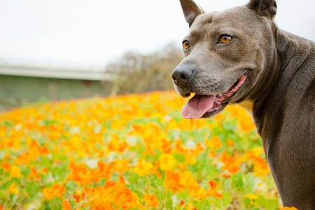 Blue Pit Bull in orange flower fieldの写真素材