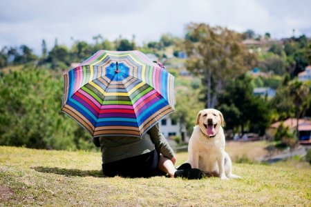 Lady with umbrella next to yellow Labの写真素材