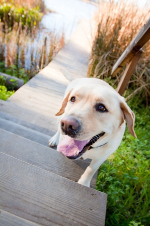 yellow Lab walking up stepsの写真素材