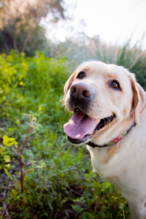 yellow Lab smilingの写真素材