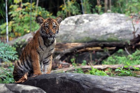Malaysian Tiger
