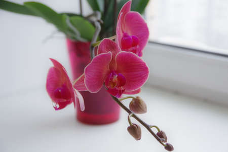 Orchidの写真素材