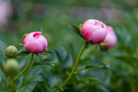 Peony blossomの写真素材