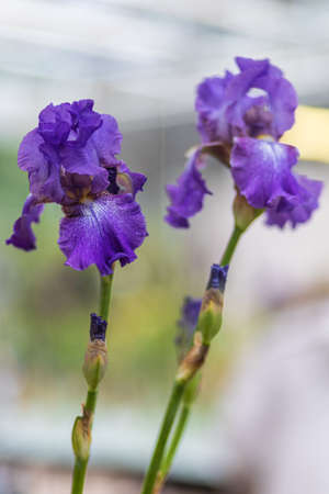 Beauty of irises