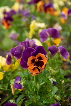 Beautiful pansies
