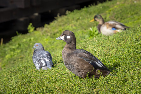 Harlequin duck walks on grass, St Petersburg, Russia