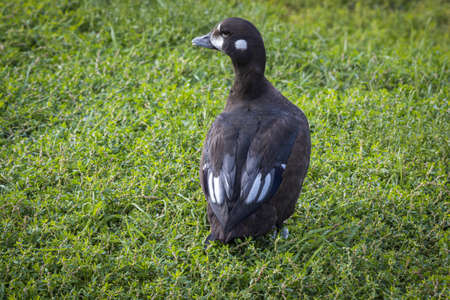 Harlequin duck walks on grass, St Petersburg, Russiaの写真素材