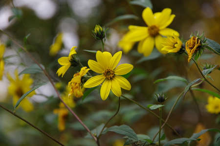 Yellow flovers isolated in the green blurred background
