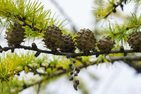 Larch cones and green needles on the branchの写真素材