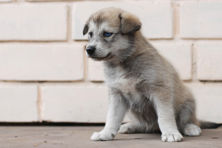 Husky. American dog breed. Puppy