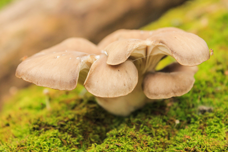 Mushrooms. Oyster mushrooms in the autumn forest.の写真素材