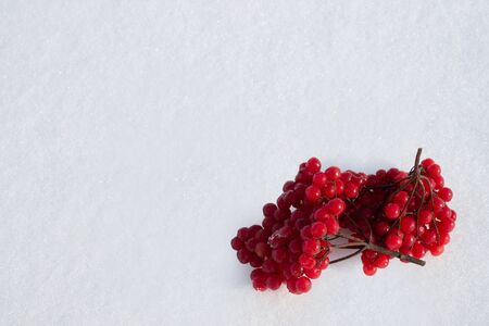 Kalina in the snowの写真素材