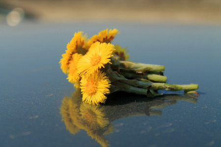my bouquet of yellow dandelions