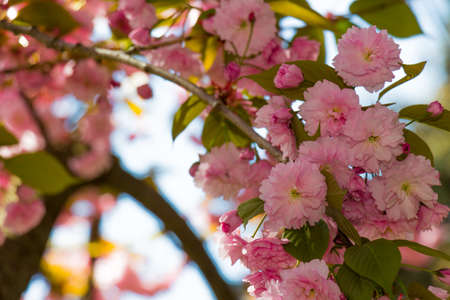 pink flowers on the branches of Japanese sakura blossomed above fresh green leaves in gardenの写真素材