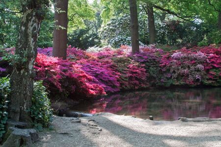 A pond surrounded by vibrant azaleas in a woodland clearingの写真素材