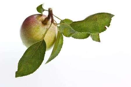 A freshly picked & washed apple with leaves attachedの写真素材