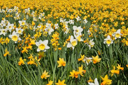 A field of white, yellow & orange daffodilsの写真素材