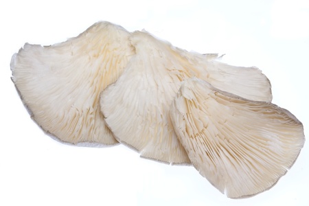 Oyster mushrooms isolated against a white backgroundの写真素材