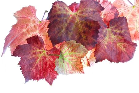 A selction of autumnal vine leaves against a white backgroundの写真素材