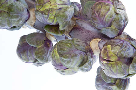A stalk of red Brussels sprouts against a white backgroundの写真素材