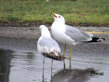 A seagull squawks at his partner near the shore of Lake Erie, Ohio.の写真素材