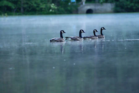 Canadian Geese on a Pondの写真素材