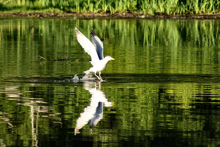 Seagull Taking Offの写真素材