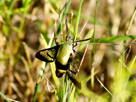 Bumblebee Mothの写真素材