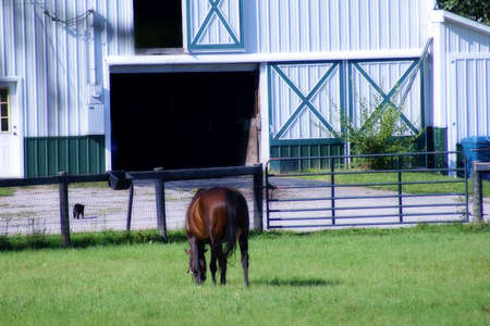 Horse in Front of Barnの写真素材
