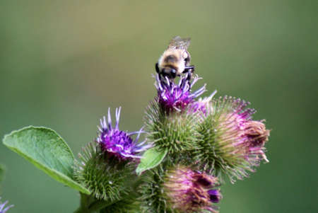 Bumblebee on a Thistleの写真素材