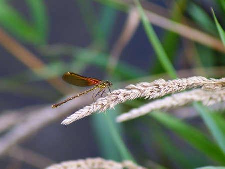 American Rubyspot Damselfy (Hetaerina americana)の写真素材