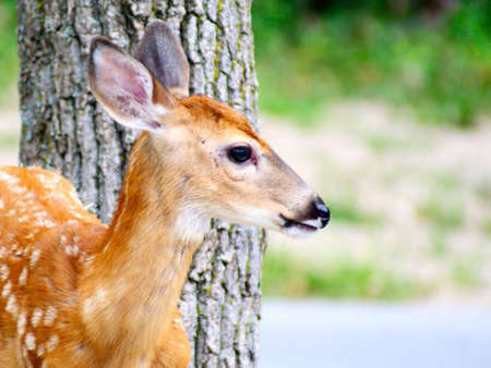 Fawm Closeupの写真素材