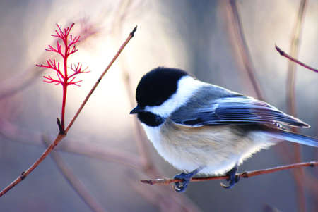 Chickadee 05の写真素材