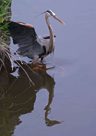 Great Blue Heron startled