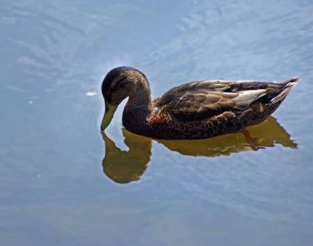 Female Mallard making a heart-shaped reflection in the water.の写真素材