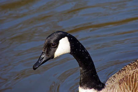 Canada Goose closeupの写真素材