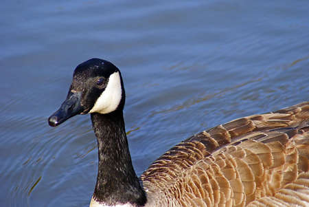 Canada Goose closeupの写真素材