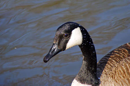 Canada Goose closeupの写真素材