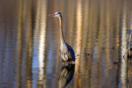 A Great Blue Heron wading in a marsh hunting for fish.の写真素材
