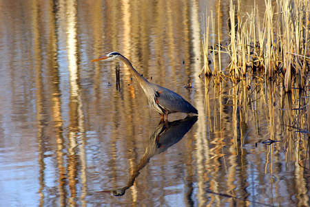 A Great Blue Heron wading in a marsh hunting for fish.の写真素材