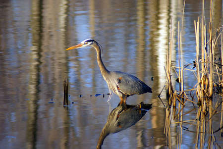 A Great Blue Heron wading in a marsh hunting for fish.の写真素材