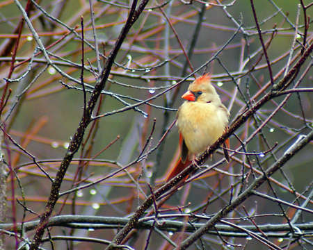 A female Cardinal perches in the rain.の写真素材