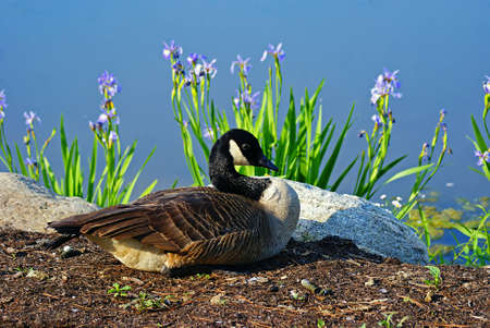 Canada Goose Restingの写真素材