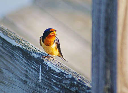 A Barn Swallow perchs on a wooden rail long enough to chirp out a morning cry.の写真素材
